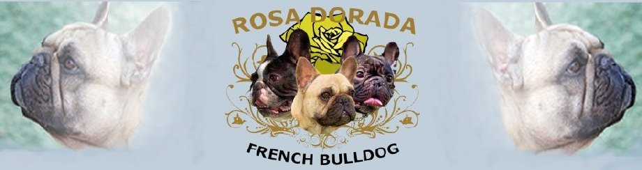 bulldog frances cria y seleccion